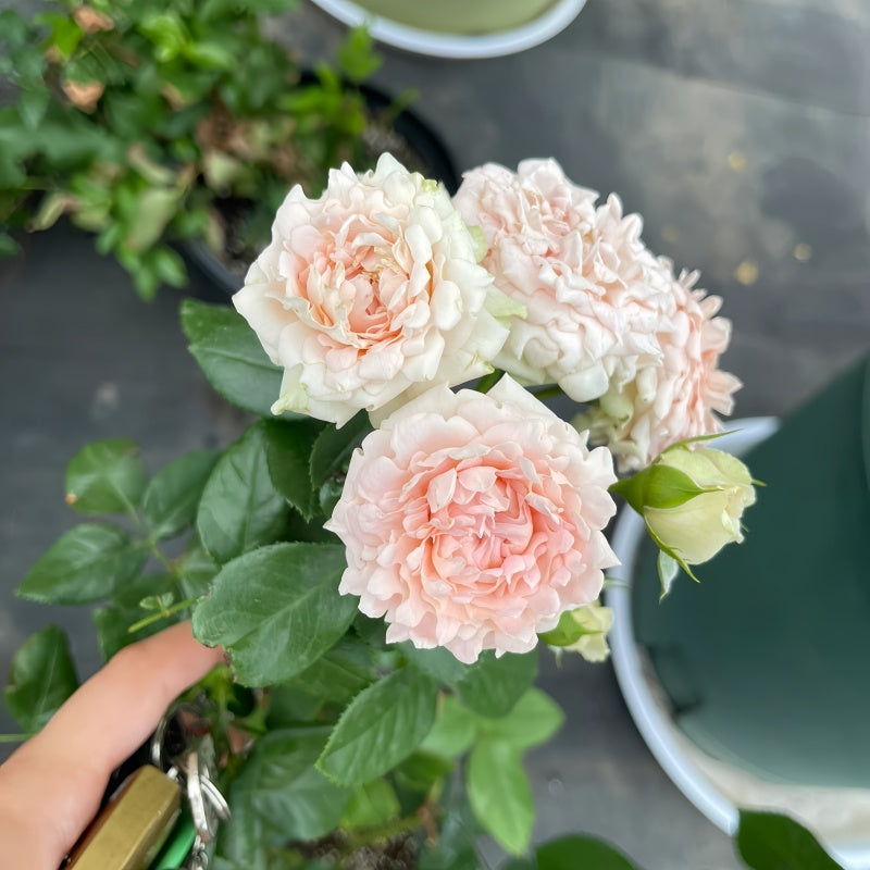 Sofine Rose transitioning from bud to open cluster bloom