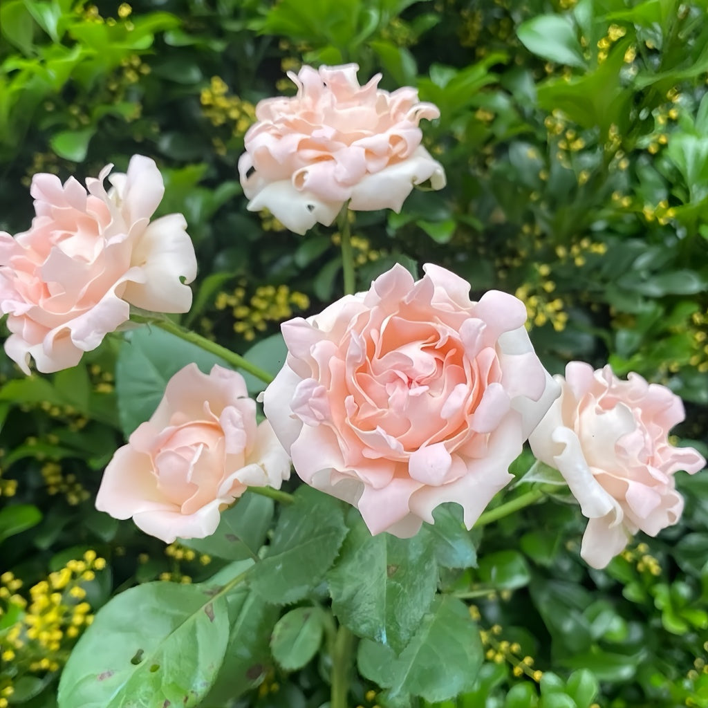 Sofine Rose transitioning from bud to open cluster bloom