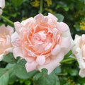Sofine Rose transitioning from bud to open cluster bloom