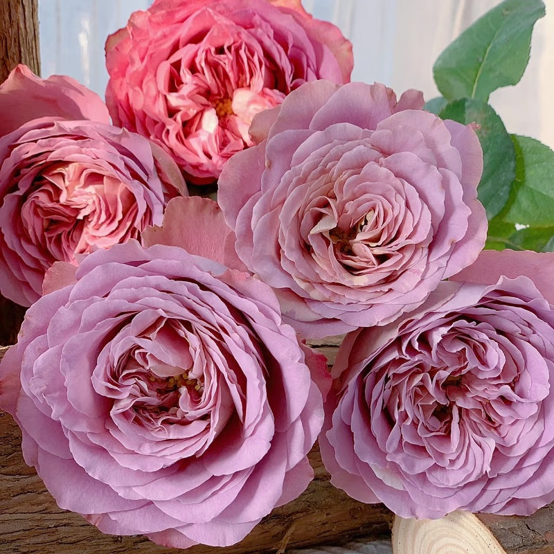 Close-up of Solfa Rose in full bloom, showing soft bluish-lavender petals with antique-style form.