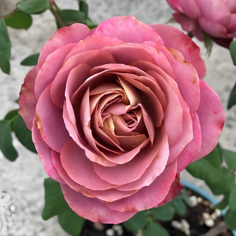 Close-up of Solfa Rose in full bloom, showing soft bluish-lavender petals with antique-style form.