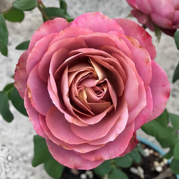 Close-up of Solfa Rose in full bloom, showing soft bluish-lavender petals with antique-style form.