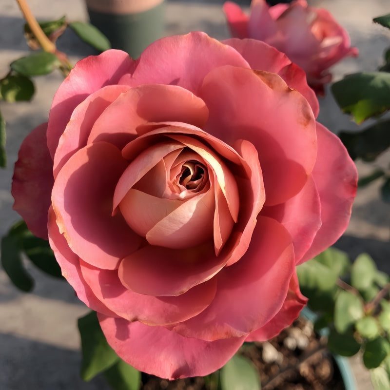 Close-up of Solfa Rose in full bloom, showing soft bluish-lavender petals with antique-style form.