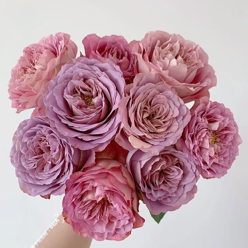 Solfa Rose plant growing upright in a garden bed, with glossy green leaves and elegant blooms.