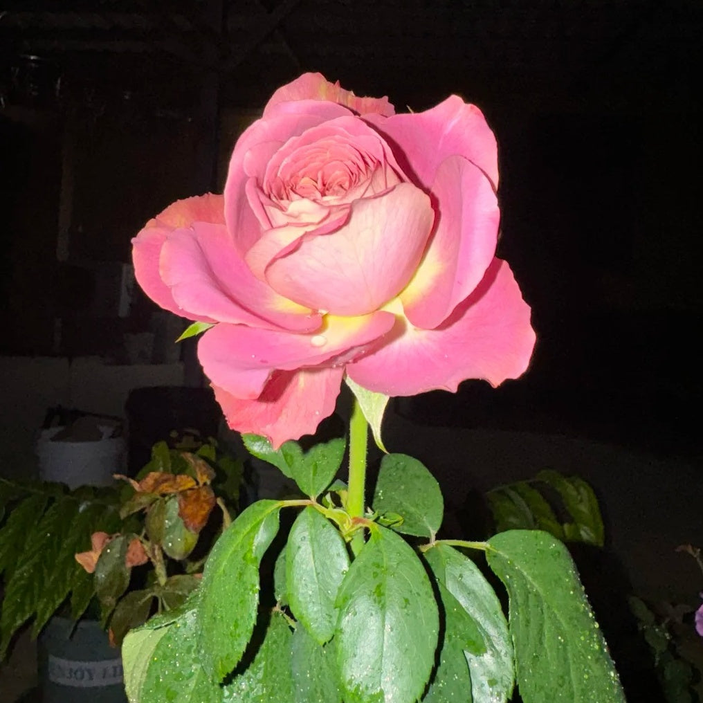 Freshly cut Solfa Rose in a clear vase, showcasing its classic bloom shape and vintage color tones.