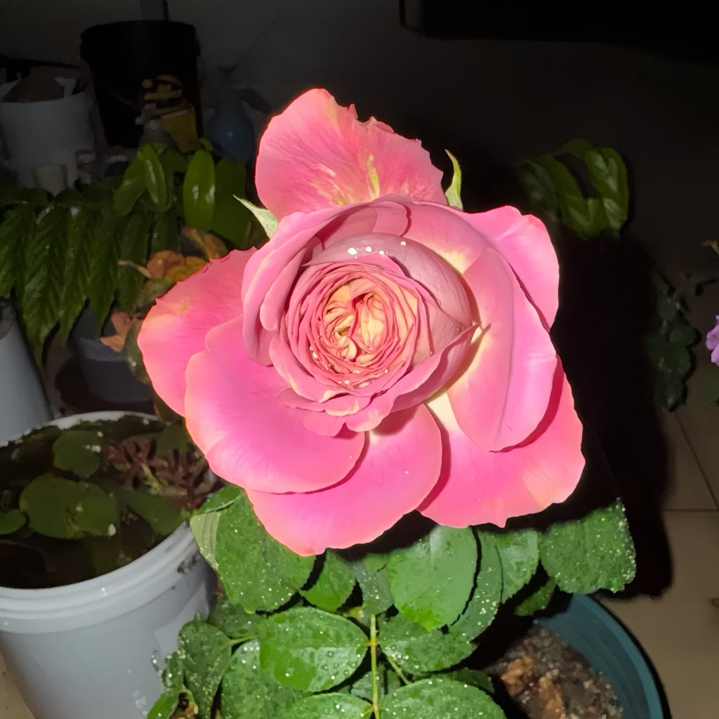 Solfa Rose buds in cool autumn weather, with some blooms partially open due to low temperatures.