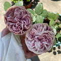 Solfa Rose planted near a seating area, combining beauty and fragrance in a relaxing garden corner.