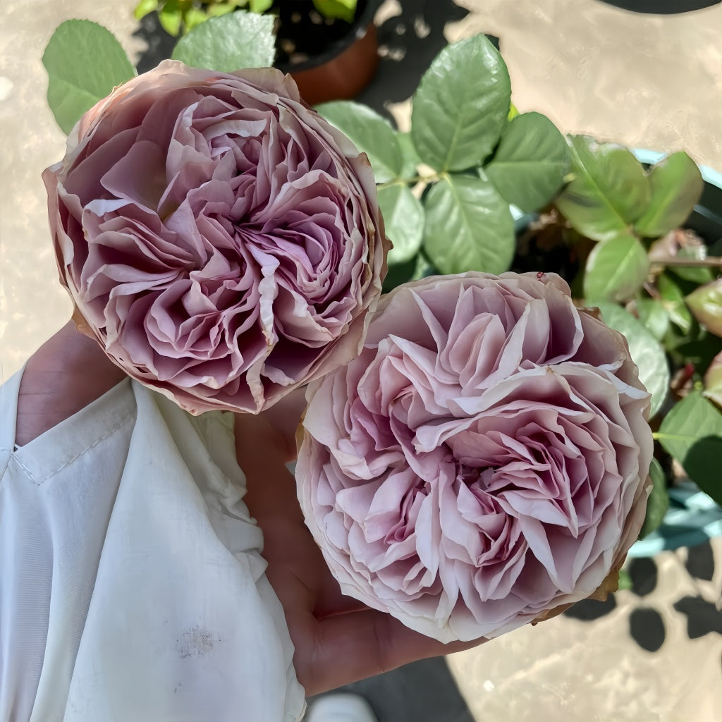 Solfa Rose planted near a seating area, combining beauty and fragrance in a relaxing garden corner.