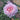 Sophia Romantica Rose – Elegant Garden Rose