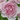 Sophia Romantica Rose – Elegant Garden Rose