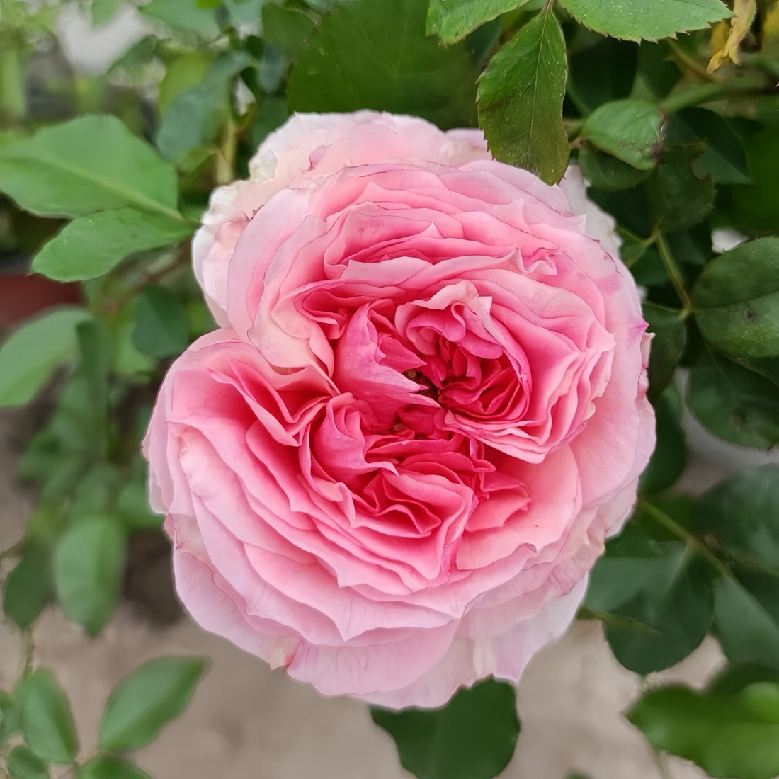 Sophia Romantica Rose garden rose with elegant blooms