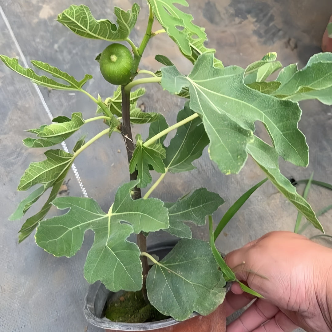 Stella Fig Tree with golden figs and deep red sweet flesh