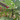 Stella Fig Tree compact fig tree growing in a sunny garden