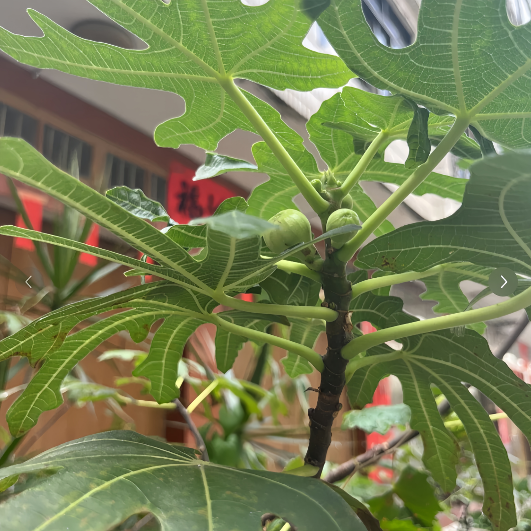 Close-up of Stella fig fruit cut open to reveal red interior