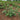 Stella Fig Tree fig tree with ripe sweet figs