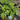 Stella Fig Tree fig tree with ripe sweet figs