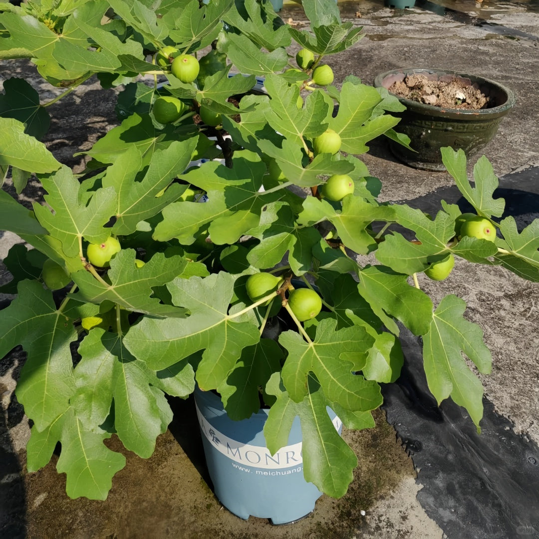 Stella Fig Tree with golden figs and deep red sweet flesh