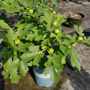 Stella Fig Tree with golden figs and deep red sweet flesh