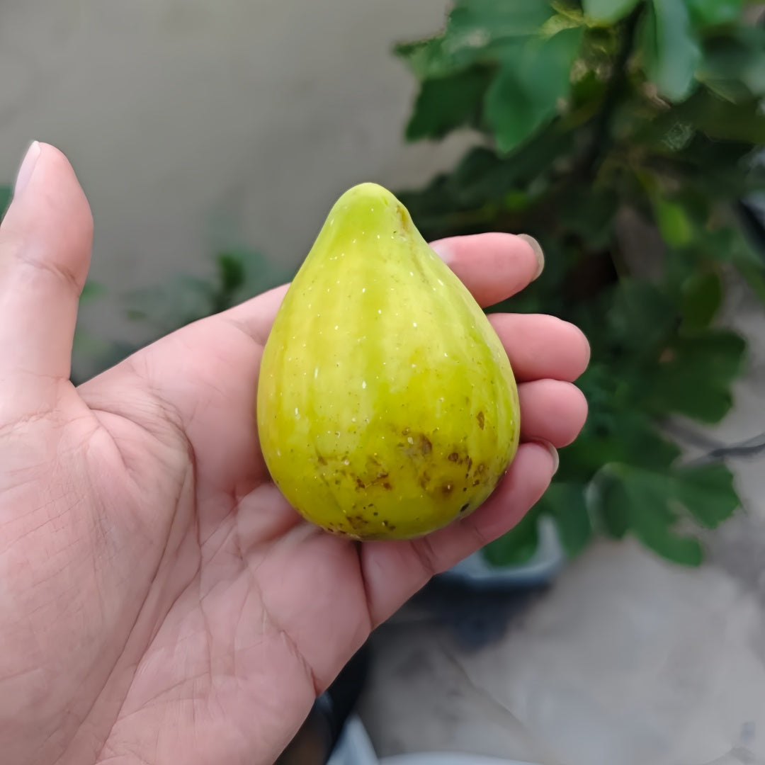 Harvested Stella figs in basket with golden skin and red flesh