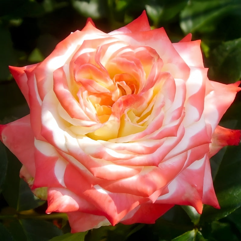 Strawberry Parfait Rose – Elegant Garden Rose – Fast-growing-Plant