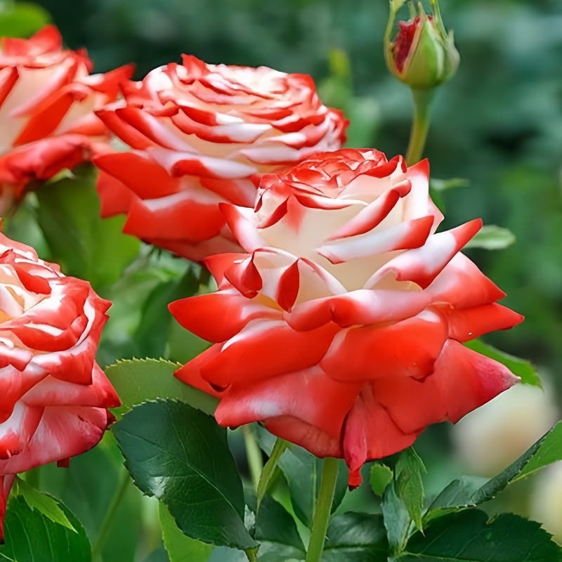 Strawberry Parfait Rose