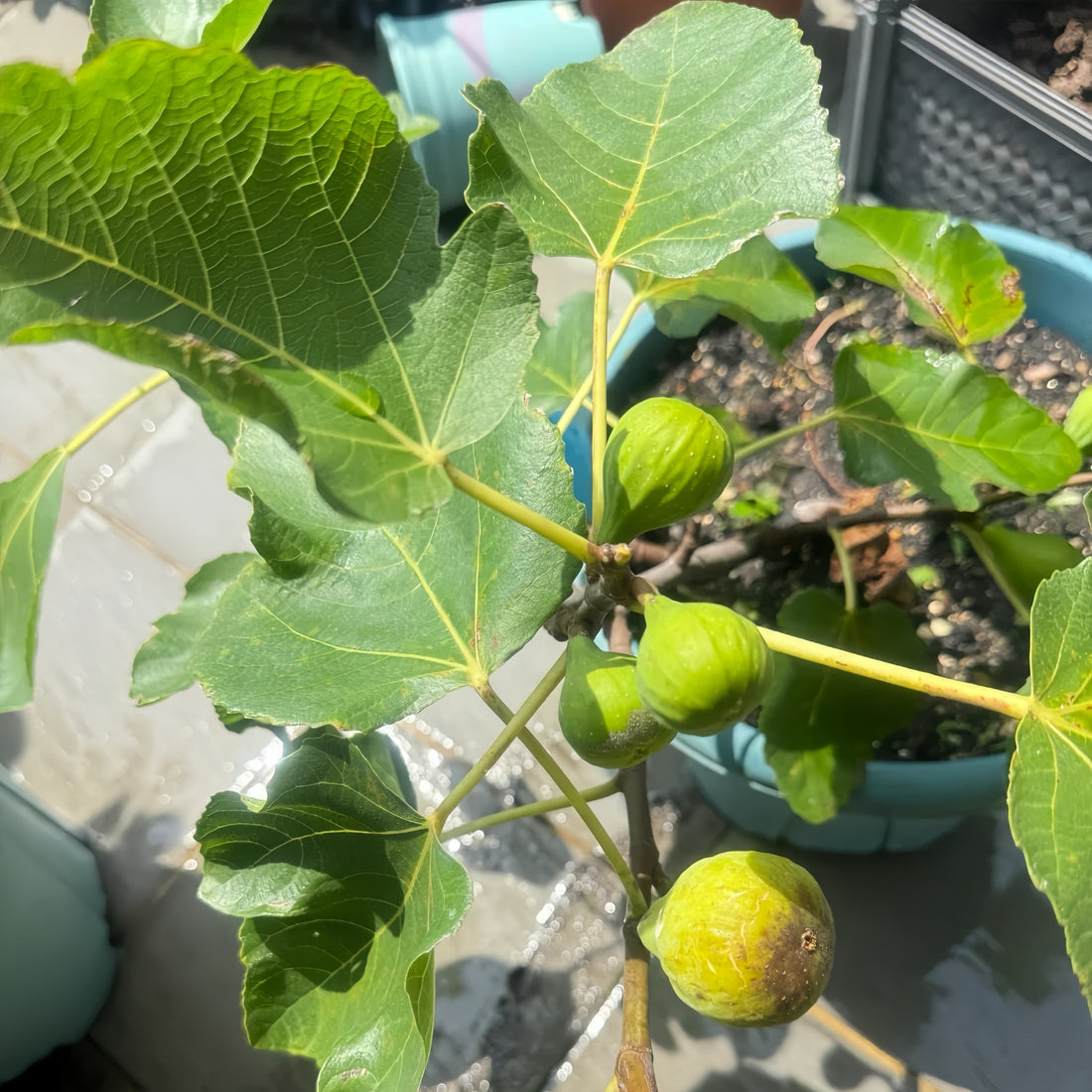 Strawberry Verte Fig Tree bearing bright red-fleshed Adriatic figs