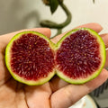 Potted Strawberry Verte Fig Tree producing abundant fruit