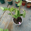 Potted Strawberry Verte Fig Tree producing abundant fruit