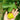 Potted Strawberry Verte Fig Tree producing abundant fruit