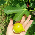 Potted Strawberry Verte Fig Tree producing abundant fruit