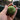 Potted Strawberry Verte Fig Tree producing abundant fruit