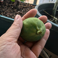 Potted Strawberry Verte Fig Tree producing abundant fruit