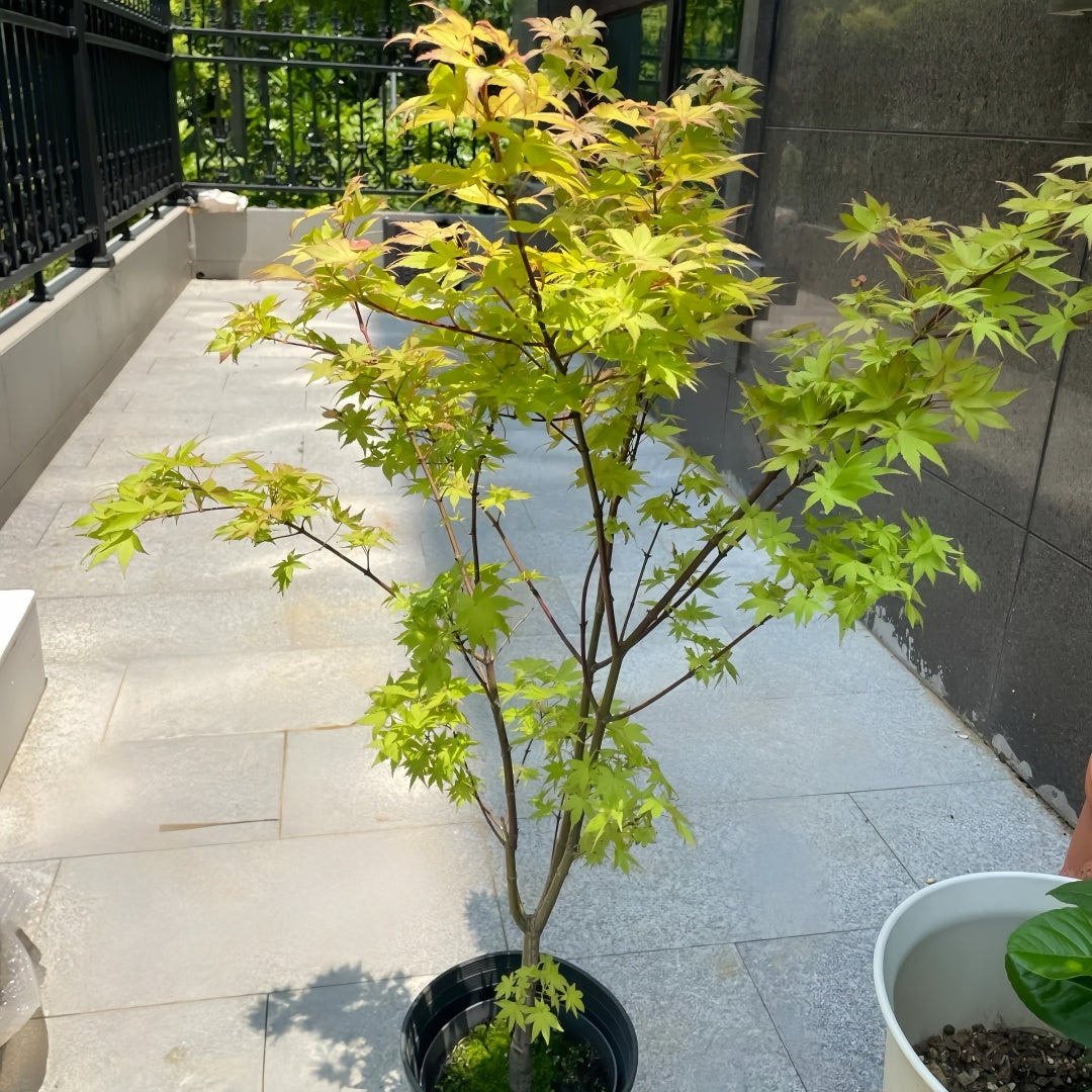 Summer Gold Japanese Maple – Heat-Tolerant Golden Foliage Tree
