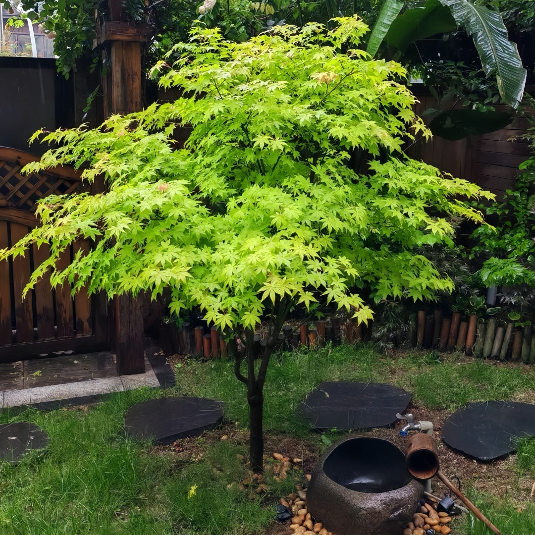 Summer Gold Japanese Maple – Heat-Tolerant Golden Foliage Tree