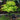 Summer Gold Japanese Maple(4~5Feet) Japanese Maple with seasonal foliage color