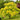 Summer Gold Japanese Maple(4~5Feet) compact maple ideal for patios and bonsai
