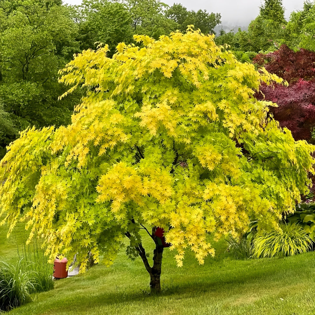 Summer Gold Japanese Maple – Heat-Tolerant Golden Foliage Tree