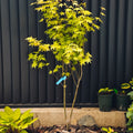 Summer Gold Japanese Maple – Heat-Tolerant Golden Foliage Tree