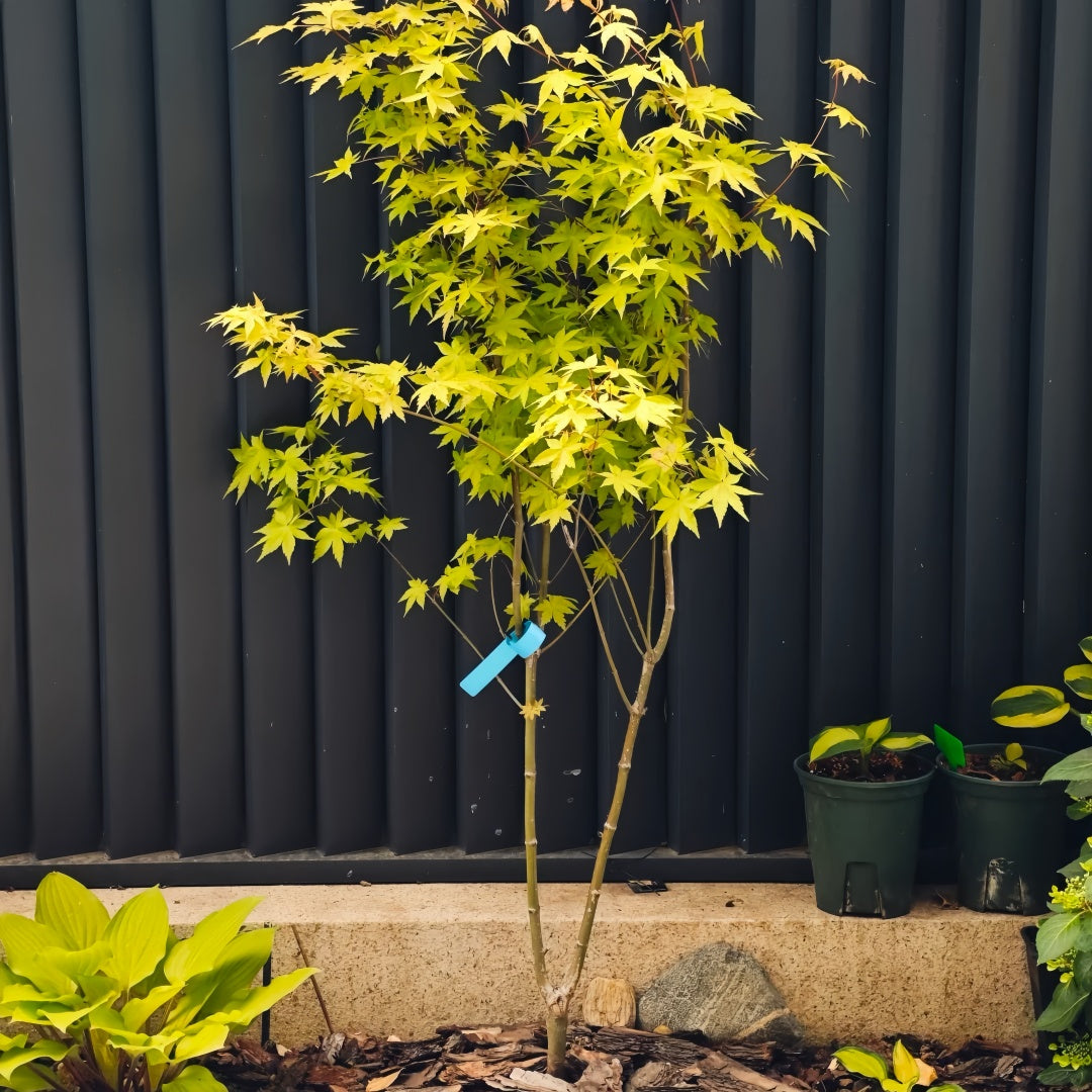 Summer Gold Japanese Maple – Heat-Tolerant Golden Foliage Tree