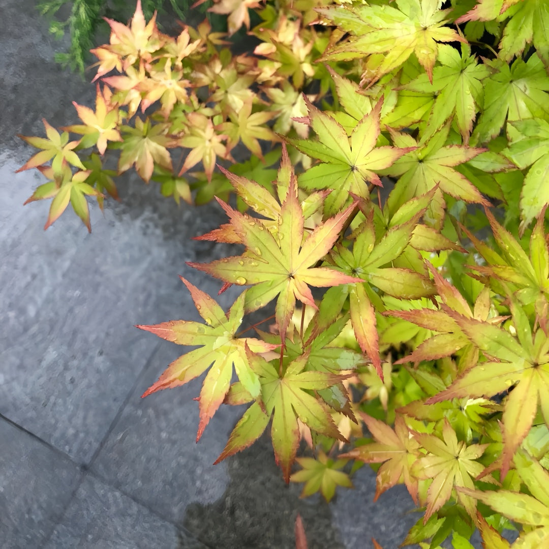 Summer Gold Japanese Maple – Heat-Tolerant Golden Foliage Tree
