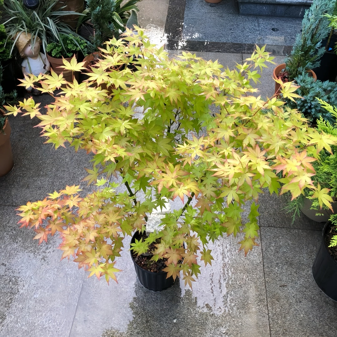 Summer Gold Japanese Maple – Heat-Tolerant Golden Foliage Tree