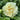 Peony ‘Sunshine Girl’ bloom – soft golden-yellow layered petals radiating cheerful sunlight charm.