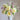 Peony ‘Sunshine Girl’ bloom – soft golden-yellow layered petals radiating cheerful sunlight charm.