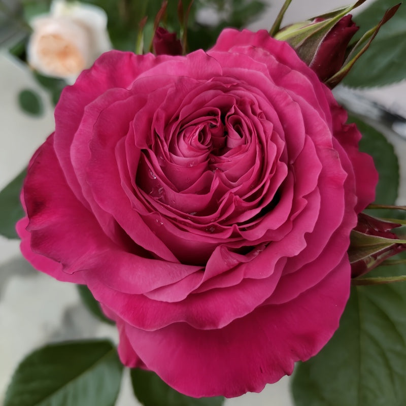 Sweet 4 Love Rose