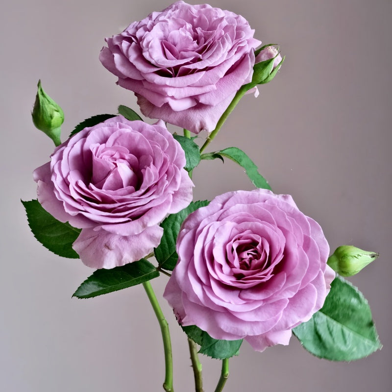 Terra Cotta Warriors Hotel Rose