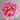 The First Dawn Peony – large multi-layered white, red, or purple bloom on a 1–1.5 m deciduous shrub of Chinese origin.