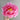 The First Dawn Peony – large multi-layered white, red, or purple bloom on a 1–1.5 m deciduous shrub of Chinese origin.