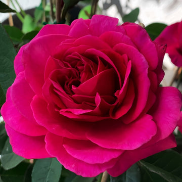 The Dark Lady Rose blooming in a lush green garden, showcasing its deep red elegance