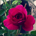 A close-up of The Dark Lady Rose revealing velvety petals with purple undertones