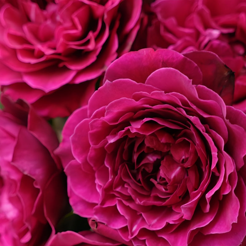 The Dark Lady Rose in full bloom under sunlight, highlighting its rich color and texture